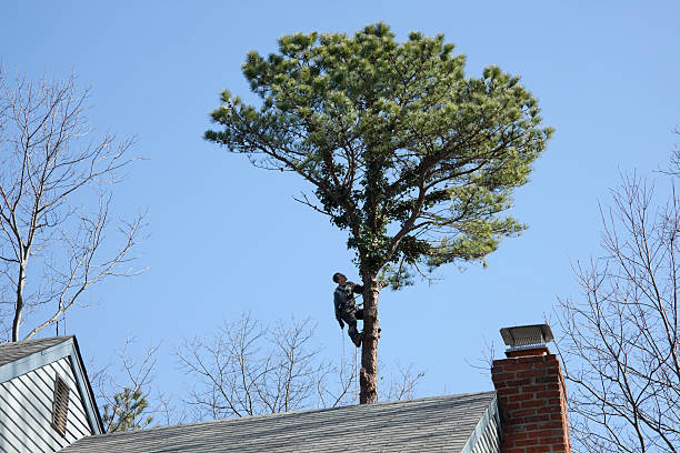 Best Utility Line Clearance  in Marion, IN